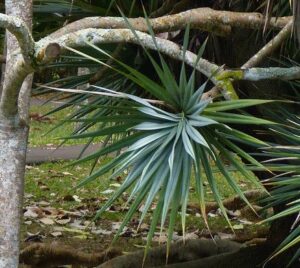 Arbre de vacoa à la Réunion, source des fibres utilisées dans l'artisanat traditionnel de l'île.