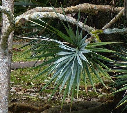 Arbre de vacoa à la Réunion, source des fibres utilisées dans l'artisanat traditionnel de l'île.